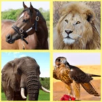 Logo of Animals for Kids android Application 